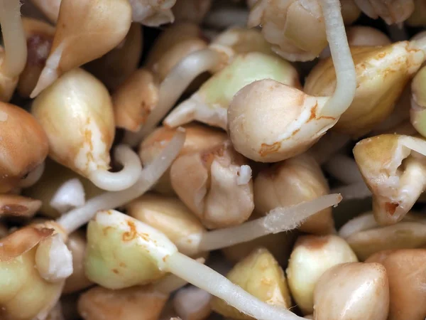 Nahaufnahme Von Sehr Nützlichen Grünen Buchweizensprossen Konzept Der Gesunden Ernährung — Stockfoto