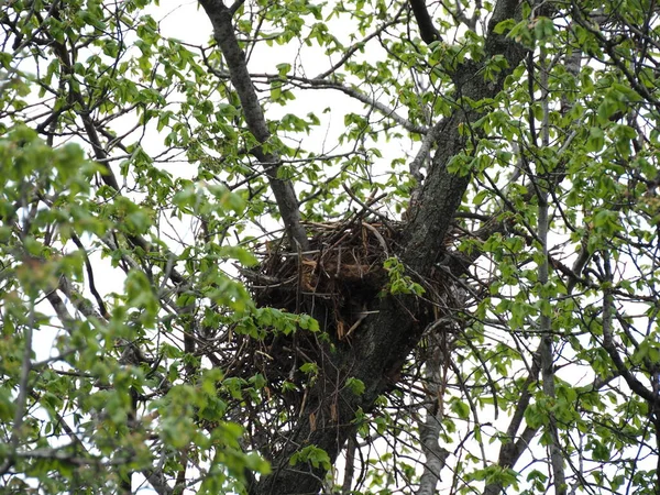 Nido Corvo Sull Albero Primaverile — Foto Stock