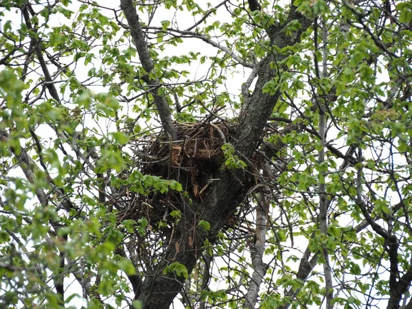 Nido Corvo Sull Albero Primaverile — Foto Stock