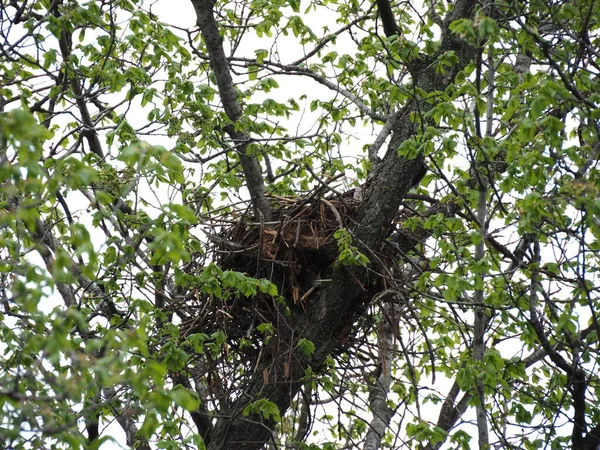 crow's nest on spring tree