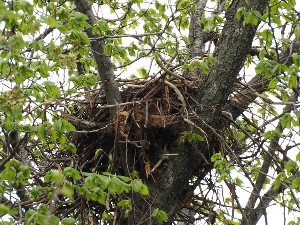 crow\'s nest on spring tree