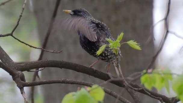 Étourneau Dans Parc Printemps Sur Une Branche Arbre — Video