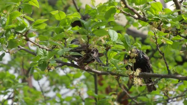 Pair Starlings Tree Branch — Stock Video