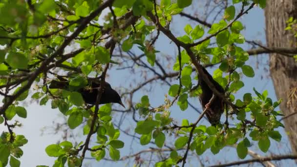 une paire d'étourneaux sur une branche d'arbre 