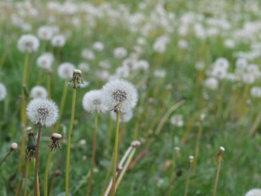 Çimenlerin üzerinde solmuş tohumlar olan karahindiba.