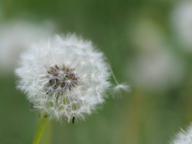 Çimenlerin üzerinde solmuş tohumlar olan karahindiba.