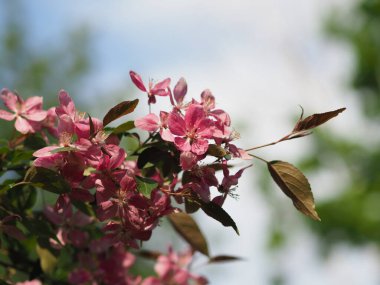 Şehir parkında pembe elma ağacı