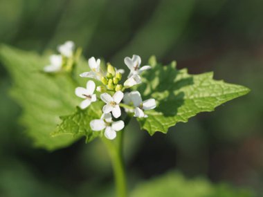 At sarımsaklı minyon, sarımsaklı bitki. Alliaria petiolata. Alliaria Officinalis