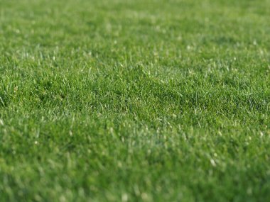 Çimenleri yeni biçilmiş.