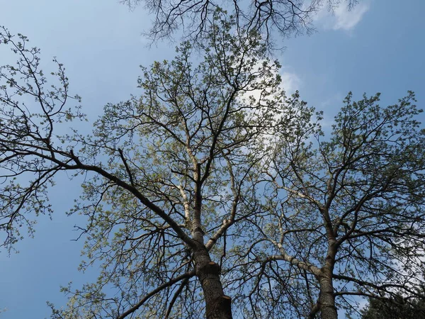 Albero Che Emette Foglie Uno Sfondo Cielo Blu — Foto Stock