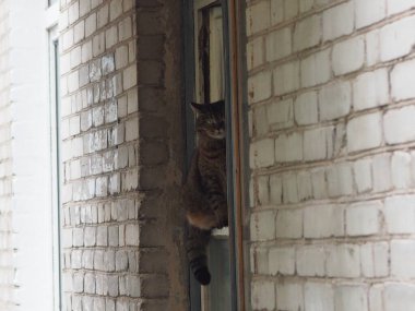 Bir ev kedisinin portresi