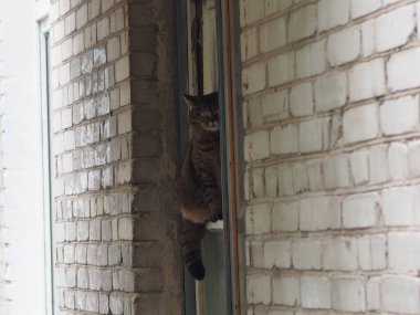 Bir ev kedisinin portresi