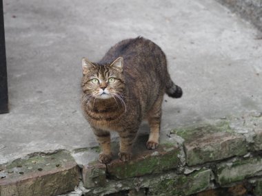 Bir ev kedisinin portresi