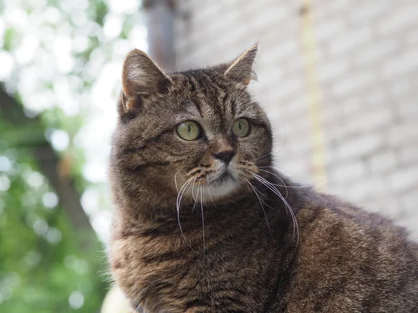 Portrét Domácí Krátkosrsté Kočky — Stock fotografie