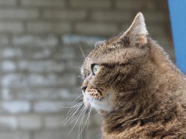 Portrét Domácí Krátkosrsté Kočky — Stock fotografie