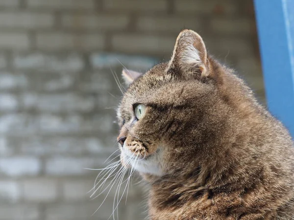Bir Kedisinin Portresi — Stok fotoğraf
