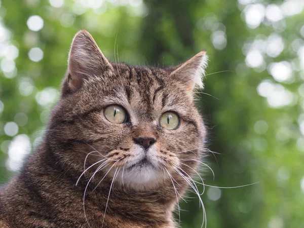 Porträtt Tamkatt Stenografier — Stockfoto