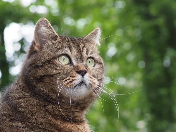 国内の短毛猫の肖像画です — ストック写真