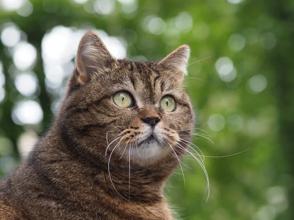 Porträtt Tamkatt Stenografier — Stockfoto