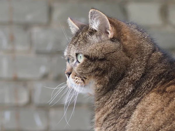 国内の短毛猫の肖像画です — ストック写真