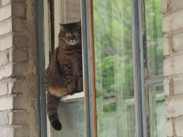 Портрет Домашней Короткошерстной Кошки — стоковое фото