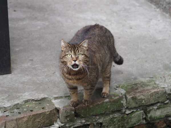 Portrait Chat Domestique Poil Court — Photo