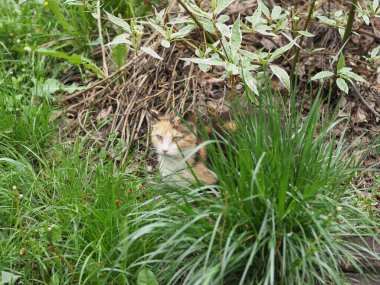 Çimlerin üzerinde dinlenen yerli bir steyşın kedi.