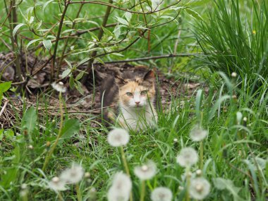 Çimlerin üzerinde dinlenen yerli bir steyşın kedi.