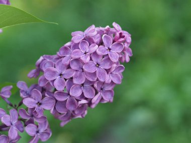 Mor eflatun cilt bakımı yeşil arka planda kapanıyor