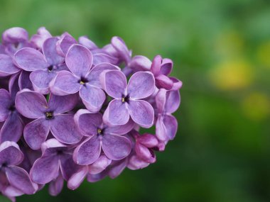 Mor eflatun cilt bakımı yeşil arka planda kapanıyor