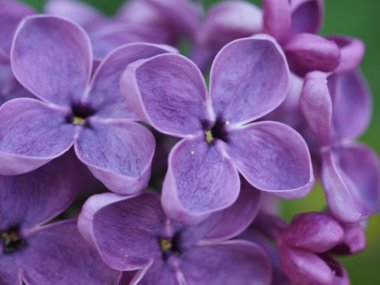 Mor eflatun cilt bakımı yeşil arka planda kapanıyor