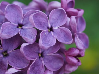 Mor eflatun cilt bakımı yeşil arka planda kapanıyor