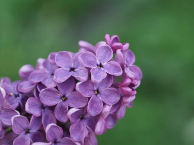 Mor eflatun cilt bakımı yeşil arka planda kapanıyor
