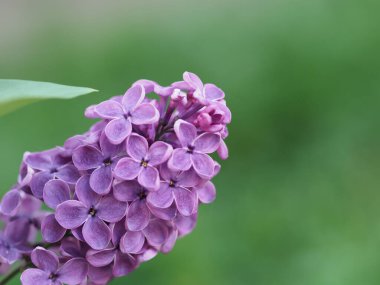 Mor eflatun cilt bakımı yeşil arka planda kapanıyor