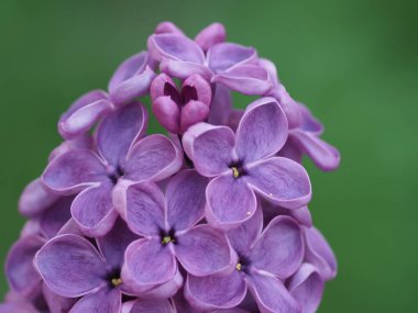Mor eflatun cilt bakımı yeşil arka planda kapanıyor