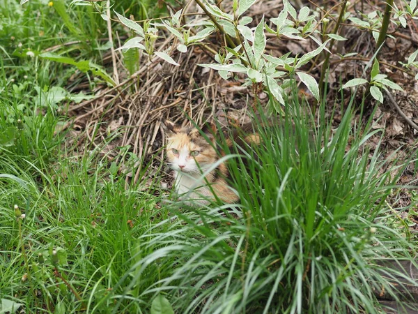 Hauskatze Ruht Sich Gras Aus — Stockfoto