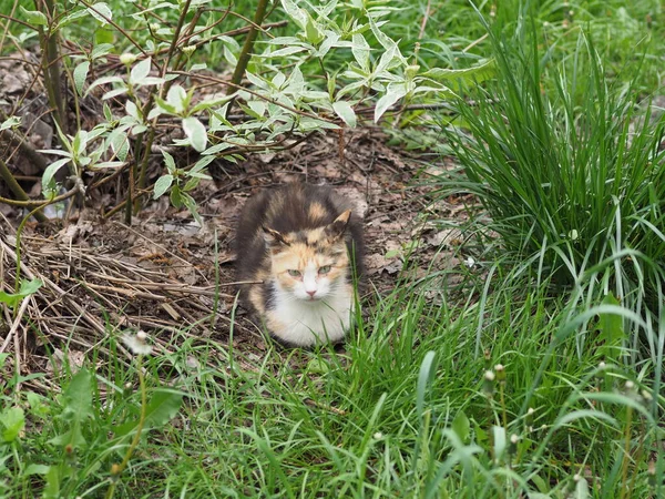 Chat Domestique Poil Court Reposant Dans Herbe — Photo