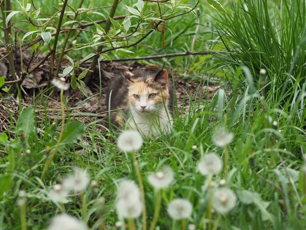 Οικιακή Γάτα Shorthair Αναπαύεται Στο Γρασίδι — Φωτογραφία Αρχείου