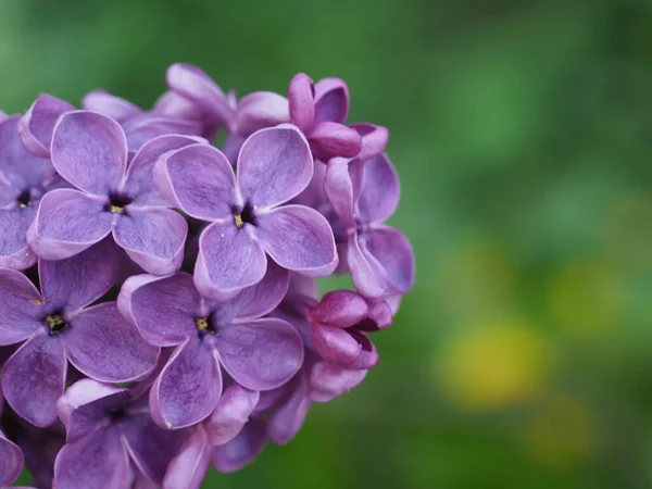 Purple Lilac Inflorescences Close Green Background — Stock Photo, Image