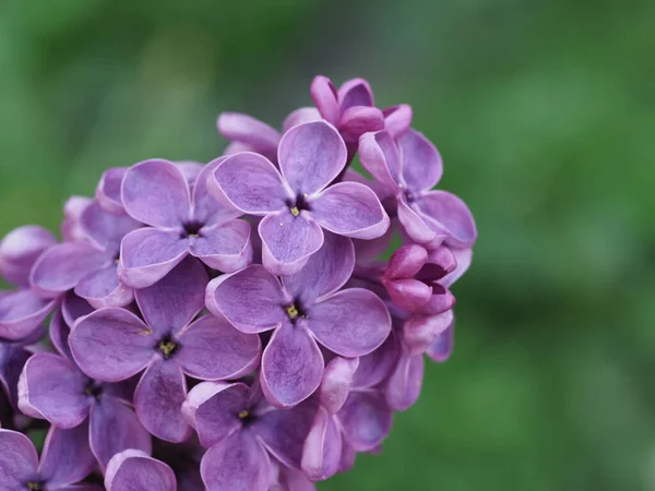 緑の背景に紫色のライラックの花序が閉じています — ストック写真