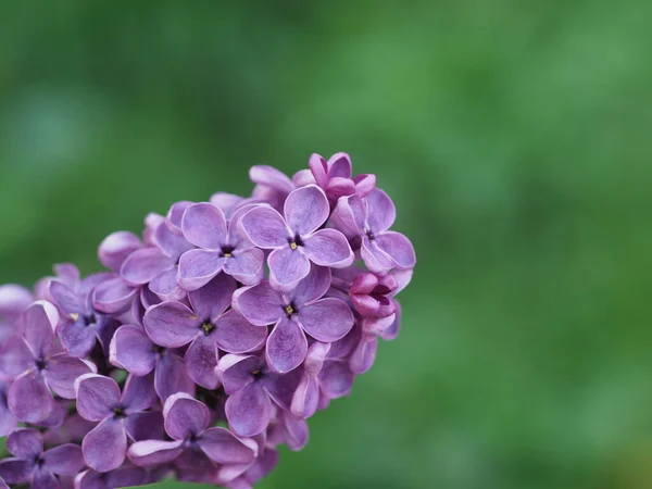 Purple Lilac Inflorescences Close Green Background — Stock Photo, Image