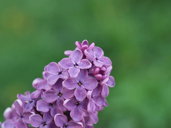 Purpurowy Liliowy Kwiatostany Zbliżenie Zielonym Tle — Zdjęcie stockowe