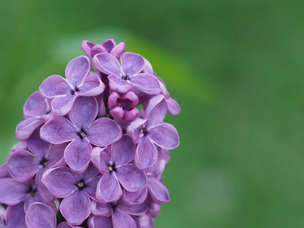 Фиолетовые Лиловые Соцветия Закрываются Зеленом Фоне — стоковое фото