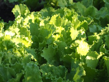 Sabah güneşiyle aydınlanan çiftlikte marul yaprakları.