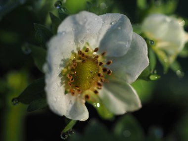 Çilekli yatak sabah çiğ çiçeğiyle kapanıyor.