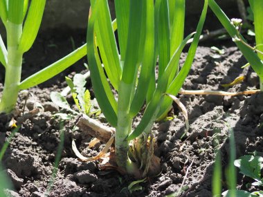 Yeşil soğanlı yatak. Yaklaş.