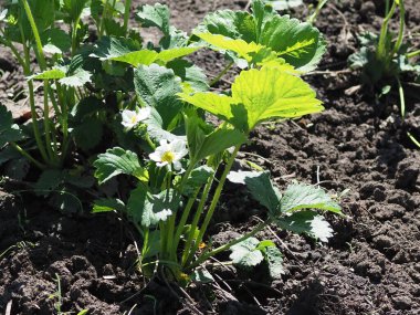 Çilekli çiçek tarhı. Yakın plan.