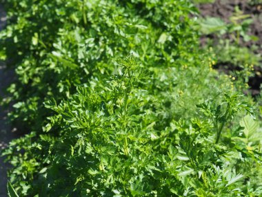 Yeşil maydanozlu yatak.