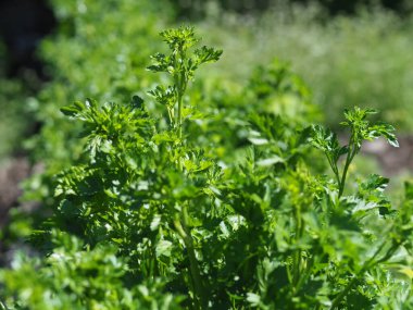 Yeşil maydanozlu yatak.