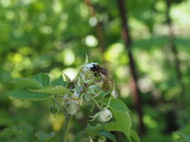 Arı ahududu çiçeğinin üzerinde çalışıyor. Yaklaş.